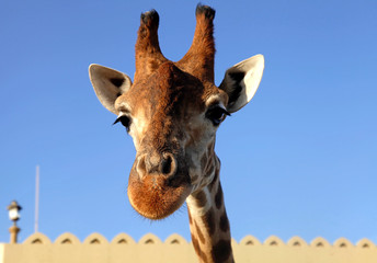 Obraz premium giraffe head close up on sky background