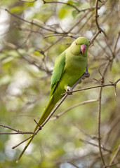 Found in the Wilds of Inner London. A flock of green parrots live in Kensington Garden. They are the offspring of parrots that escaped captivity and now live free in the woods in the garden.
