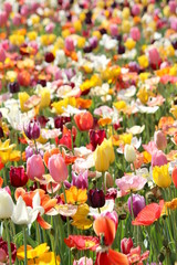 Obraz premium Poppies and Tulips 2