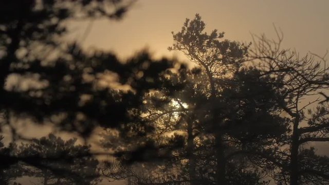 Dolly shot through marshland pine forest during sunrise in thick fog