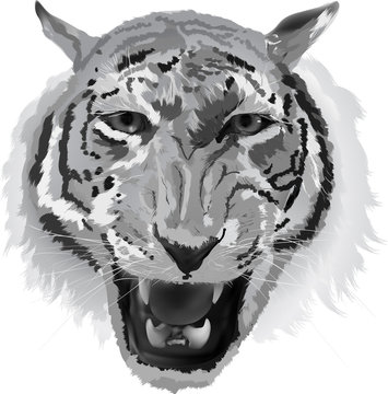 tiger grey portrait isolated on white