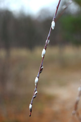 willow bud © sosnytskyi
