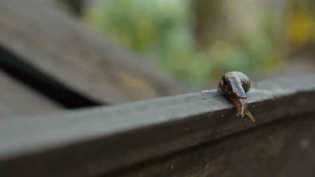 Slug Crawling On Wooden Board 1