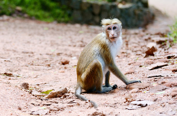 Toque macaque. Macaca sinica Sigiriya. Sri Lanka. Asia.