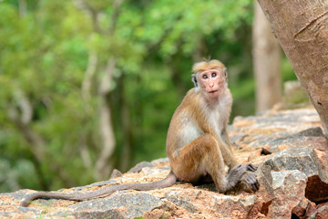 Toque macaque. Macaca sinica Sigiriya. Sri Lanka. Asia.