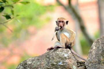 Toque macaque. Macaca sinica Sigiriya. Sri Lanka. Asia.