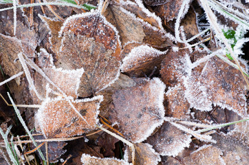 fallen leaves under hoarfrost