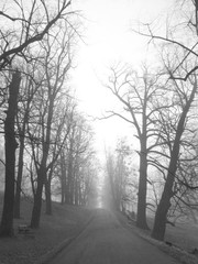 black and white photo of a path between the lines of trees with bare crooked branches in the mist