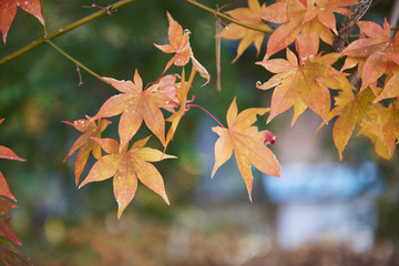 autumn in Japan