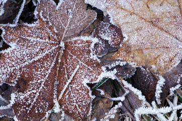 fallen leaves under hoarfrost