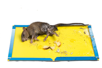 Rat captured on disposable glue trap board isolated in white