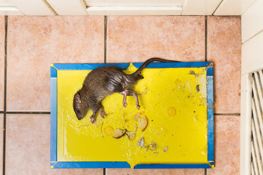 Rat Captured On Disposable Glue Trap Board On Kitchen Floor