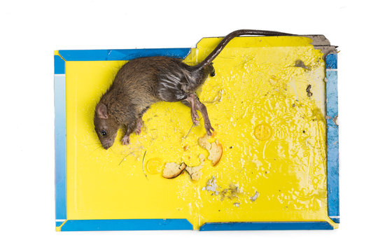 Rat captured on disposable glue trap board isolated in white