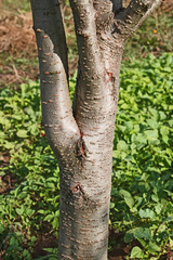 Trunk of a young plum tree