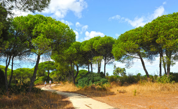 Senderismo en los pinares de El Rompido, provincia de Huelva, Espa&ntilde;a