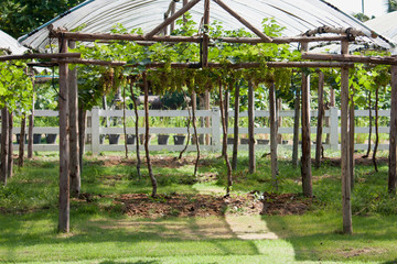 grapes garden