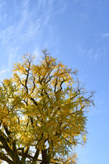 有田の大イチョウ
