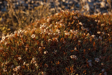 Good scenery of mountain landscape, Turkish. Alp vegetation. Tundra