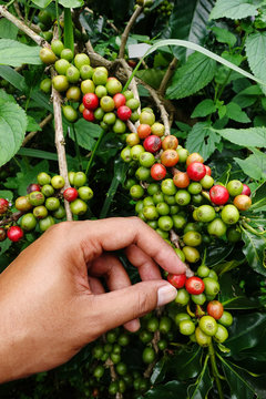 close up hand keep coffee beans for harvesting