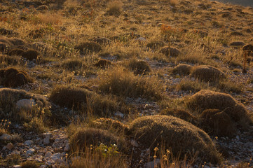 Good scenery of mountain landscape, Turkish. Alp vegetation. Tundra