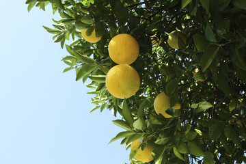 Citrus trees