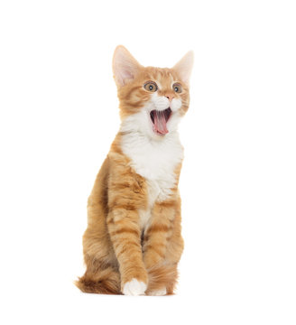 cat yelling on white background