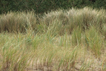 Dünengras, Ostsee, Deutschland