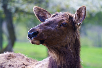 Portrait of an adult watipi