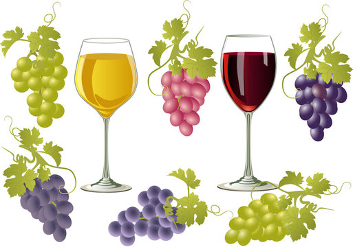 Vector illustration of glasses of wine and bunches of grapes