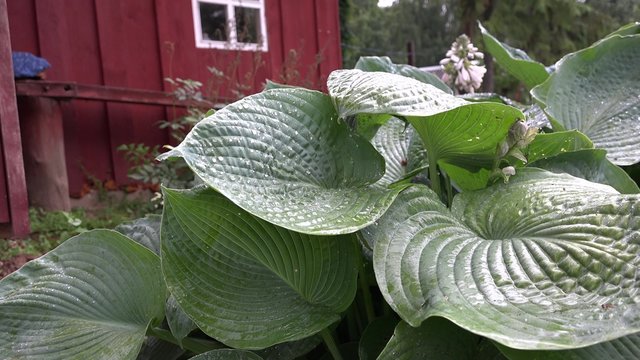 zoom out of drop falling on big green leaf in rainy day. 4K UHD video clip.
