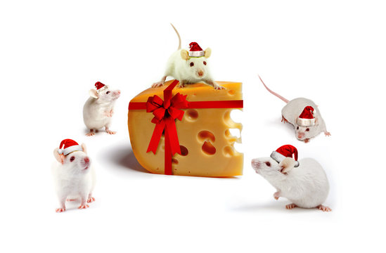 mice Christmas gift