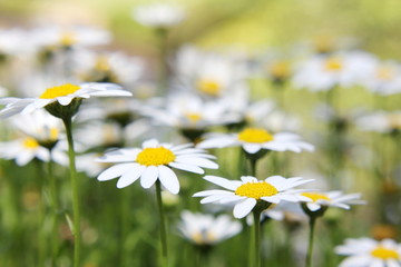 Soft focus Daisies 2