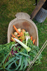 Vegetables on the wood plate