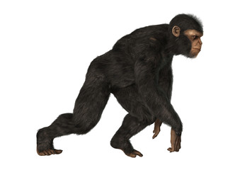 Chimpanzee Monkey on White