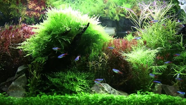 水草水槽