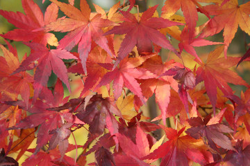 foglie di acero giapponese in autunno
