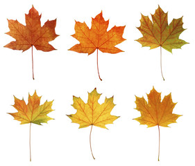 Different autumn leaves, isolated on white