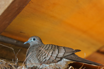 Zebra dove (Geopelia striata)