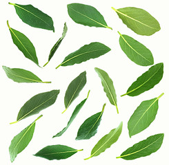 Fresh green bay leaves, isolated on white