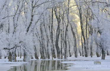 Obraz premium Frosty winter trees