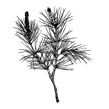 decorative silhouette hand drawn pine branch
