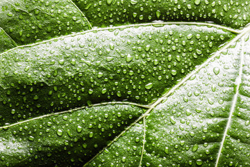Green leaf covered with water drops.