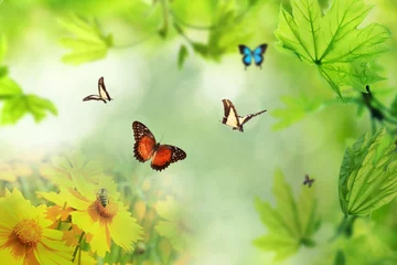 Foto op Canvas Spring or summer season abstract nature background with butterflies, green grass and leaves © Africa Studio