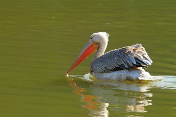 beautiful pelican on water