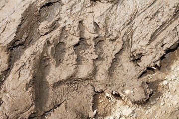 brown bear footprint