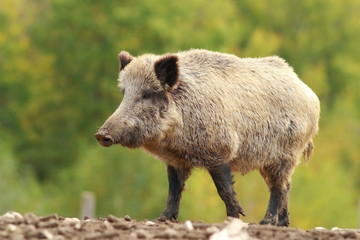 Naklejka na ściany i meble big wild boar in a glade