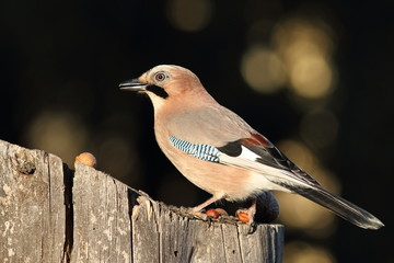 closeup of eurasian jay