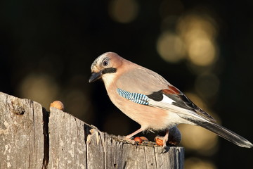 eurasian jay at bird feeder