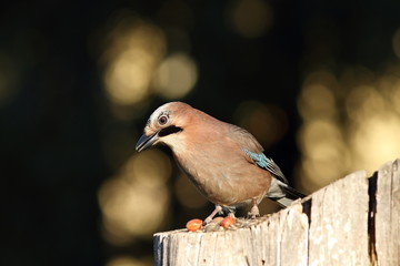 european jay on a stump