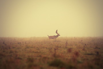 fallow deer buck in misty morning